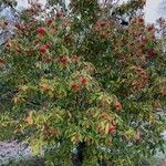 Cotoneaster frigidus Hábitos