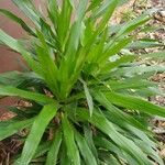 Dracaena angustifolia برگ