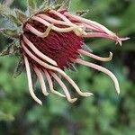Echinacea pallida Virág