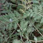 Corydalis cheilanthifolia Folla