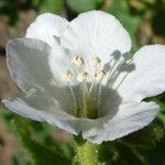 Phacelia viscida Cvet