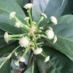Dendropanax cuneatus Flor