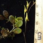 Specklinia microphylla Altul/Alta