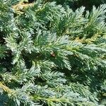 Juniperus squamata Fuelha