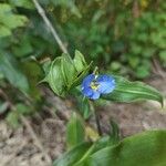 Commelina virginica Květ