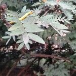 Calliandra surinamensis Leaf