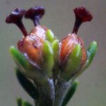 Erica arborescens Flor