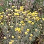 Helichrysum italicum (Roth) G.Donপাতা