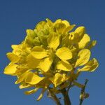 Brassica nigra फूल
