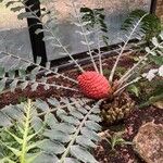 Encephalartos ferox Fruit