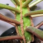 Euphorbia leuconeura Kabuk
