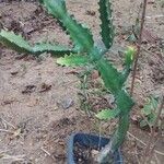 Euphorbia lactea Ŝelo