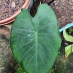 Colocasia esculenta पत्ता