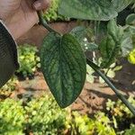 Monstera siltepecana Leaf