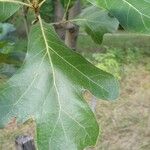 Quercus marilandica Leaf