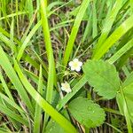 Fragaria virginiana Blüte