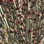 Prunus scoparia Fruto