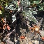 Jacobaea uniflora Folio