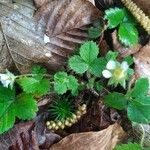 Potentilla sterilis Habitus