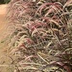 Cenchrus pedicellatus Blatt