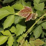 Cardiospermum grandiflorum Likasa