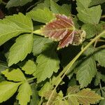 Cardiospermum grandiflorum Feuille