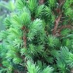 Picea glauca 葉