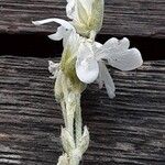 Cerastium tomentosum Flor