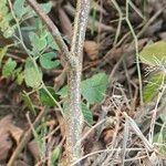 Phyllodium pulchellum Leaf