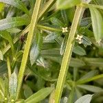 Galium aparine кора