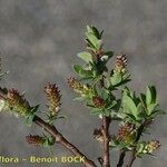 Salix caesia Other