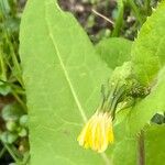 Sonchus oleraceusKvět