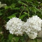 Viburnum macrocephalumFloare