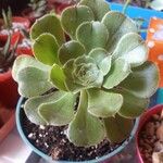 Aeonium castello-paivae Likasa