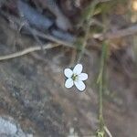 Petrorhagia saxifraga Flower