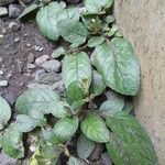 Strobilanthes reptans Leaf