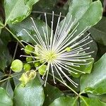 Thilachium africanum Λουλούδι