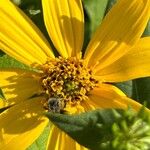 Helianthus divaricatus Çiçek