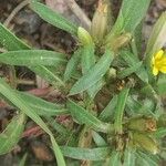 Pectis prostrata Hoja