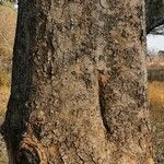 Sclerocarya birrea Кора