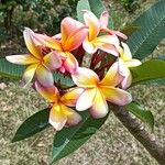 Plumeria rubraFlor