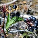 Aralia hispida Fruto