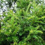 Taxus canadensis 葉