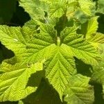 Rubus parviflorus Leaf