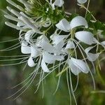 Cleoserrata speciosa Floare