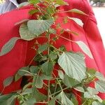 Acalypha indicaFlower