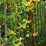 Lonicera sempervirens Vivejo