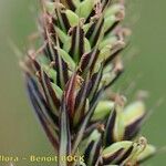 Carex buxbaumii Плід