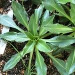 Carthamus rhaponticoides Hoja