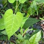 Cynanchum laeve Leaf